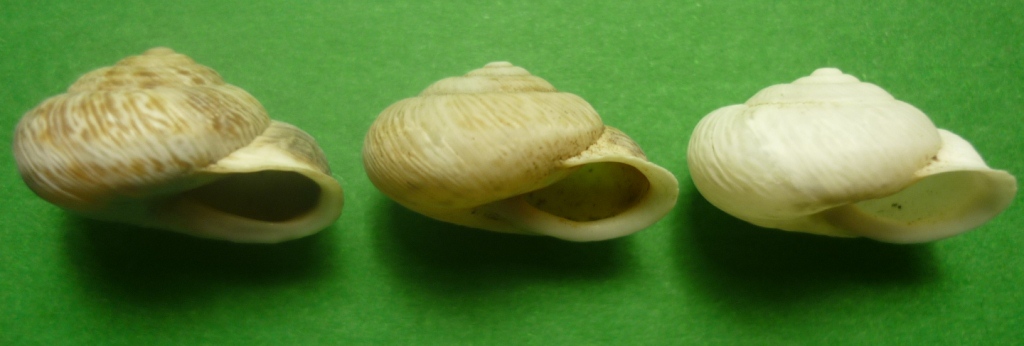 Marmorana muralis